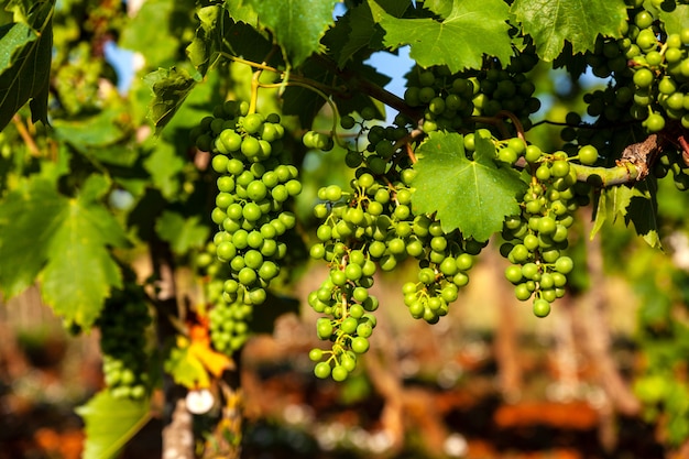 Białe winogrona w winnicach na Istrii