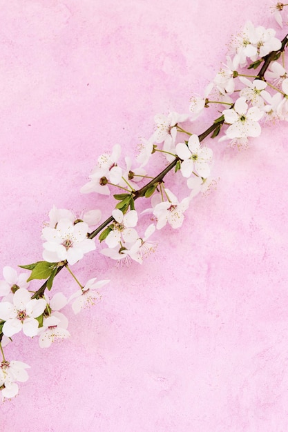 Białe wiosenne kwiaty moreli na różowym tle grunge z lato. Koncepcja sezonowe i pozdrowienia.