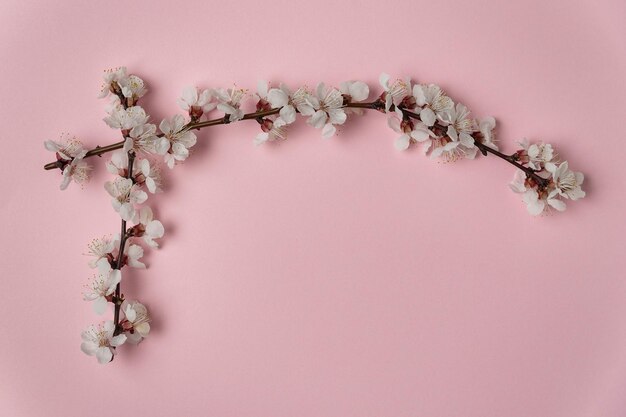 Białe wiosenne kwiaty na gałęzi drzewa na różowym tle Tło szablonu