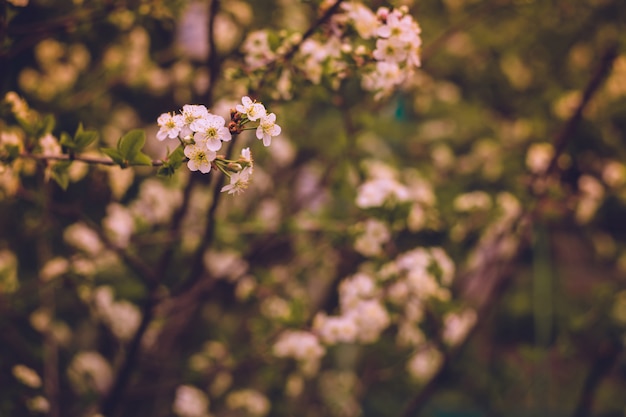 Białe Wiśniowe Kwitnące Drzewa Retro