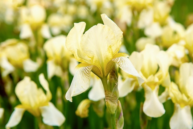 Białe żółte irysowe kwiaty kwitnące wiosną i latem sezonowe tło kwiatów