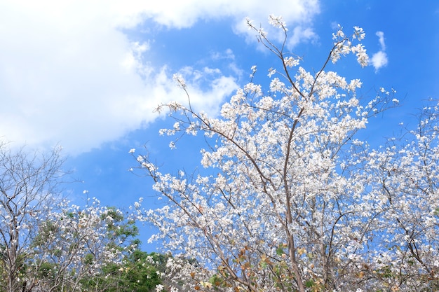 Białego kwiatu drzewny Bauhinia variegata z niebieskim niebem