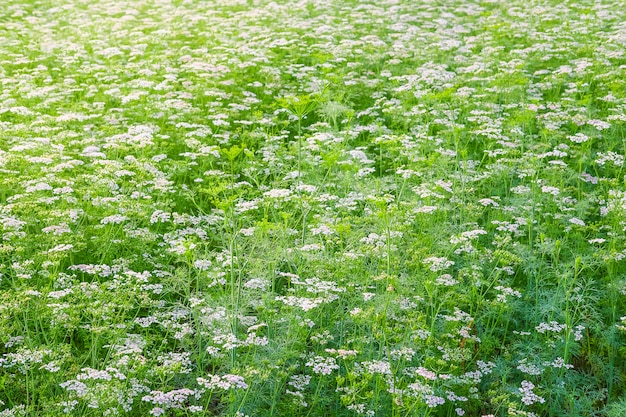 Białego kwiatu ogród z białego kwiatu tłem