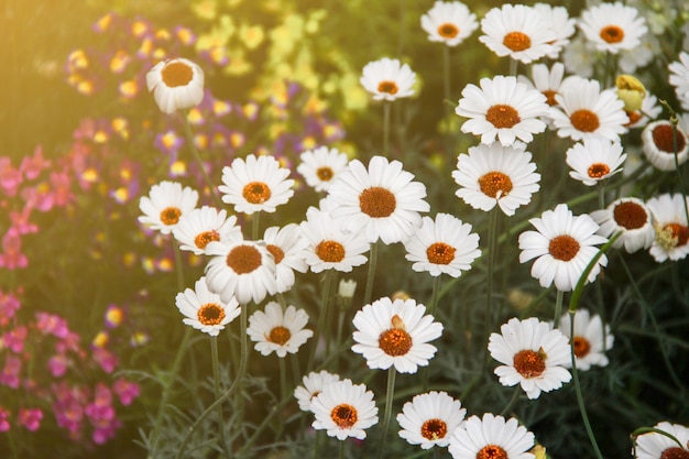 Białej stokrotki kwiat i inny kwiat w ogródzie