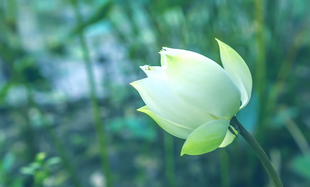 Białej wodnej lelui kwiatu kwitnienie w natury peacfully tle