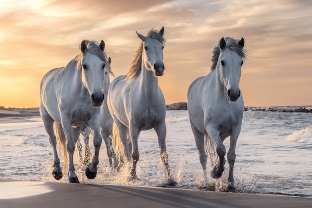 Biali Konie W Camargue, Francja.