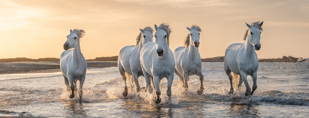 Biali konie w Camargue, Francja.