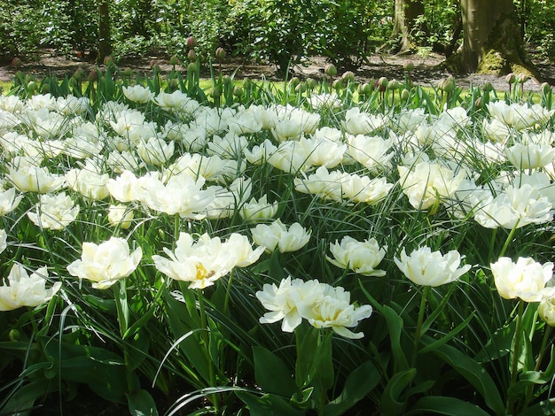 Biali tulipany w parku na wiosenny dzień Zbliżenie Keukenhof Holandia