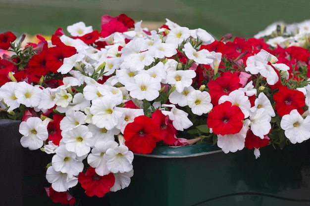 Biało-czerwona Kwitnąca Roślina Petunia W Klombie Na Zielonym Tle