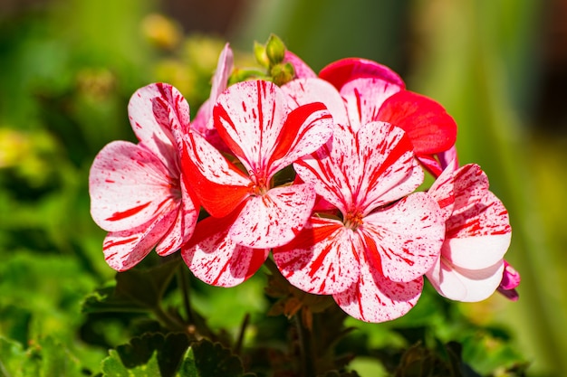Biało-czerwony kwiat geranium