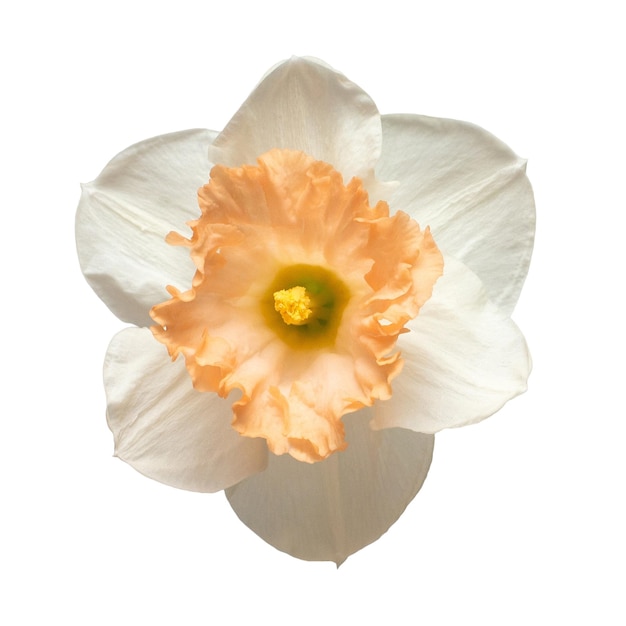 Biało-pomarańczowy kwiat żonkila na białym tle Wiosna czas Wielkanoc Święta Wielkanocne Dekoracja ogrodowa krajobrazu Kwiatowy układ florystyczny Płaski świecki widok z góry