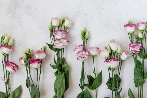 Biało-różowe Kwiaty Eustoma Na Białej Powierzchni. Kwiat Wiosny Lub Lata Tła. Widok Z Góry, Miejsce Na Tekst