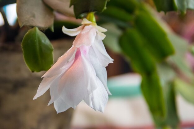 Biało-różowo kwitnący kaktus bożonarodzeniowy (Schlumbergera) w doniczce