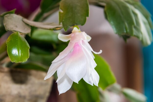 Biało-różowo kwitnący kaktus bożonarodzeniowy (Schlumbergera) w doniczce