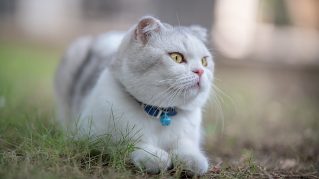 Biało-szary kot siedzący na trawie