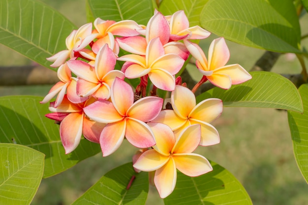 Biało-żółty Leelawadee (plumeria Pudica) W Ogrodzie