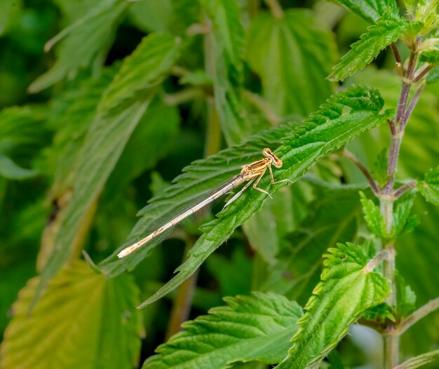 Białonogi damselfly