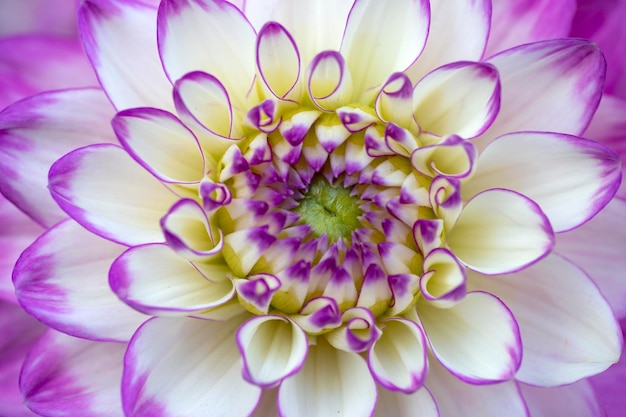 Białoróżowy kwiat dalii zbliżenie Kwiatowy wzór