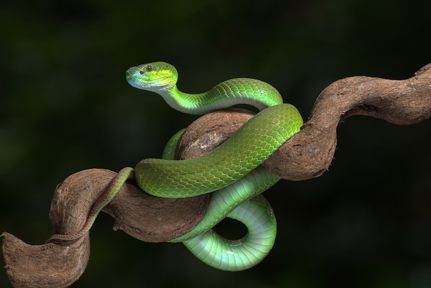 Białowarga żmija wyspowa (Trimesurus insularis) na gałęzi drzewa