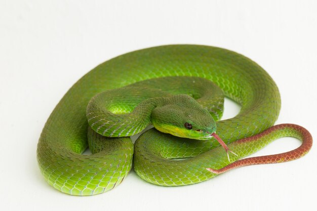 Białowargi Wąż Green Pit Viper Na Białym Tle