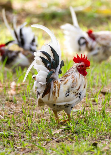 Biały Bantam Na Trawie