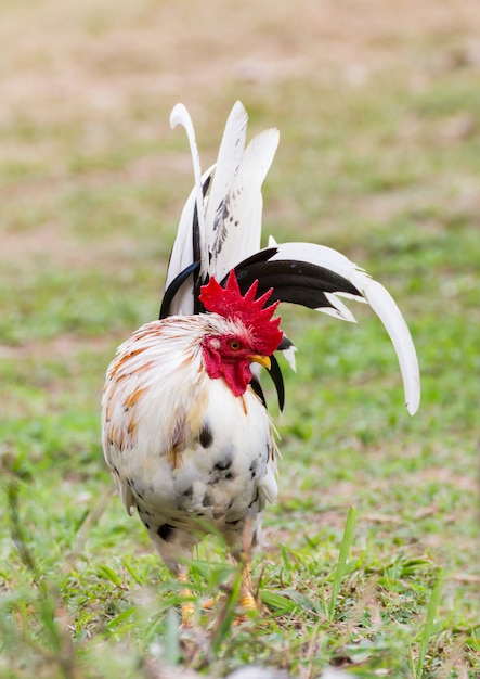 Biały Bantam