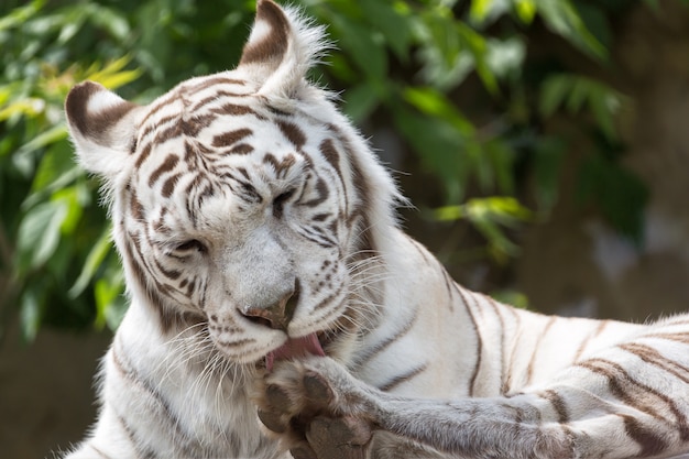 Biały bengalensis tygrysa zakończenie w górę portreta oblizania łapy