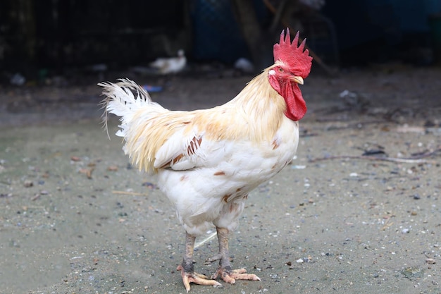Biały Betong Kurczak zostaje w azjatyckim gospodarstwie rolnym po deszczowym dniu