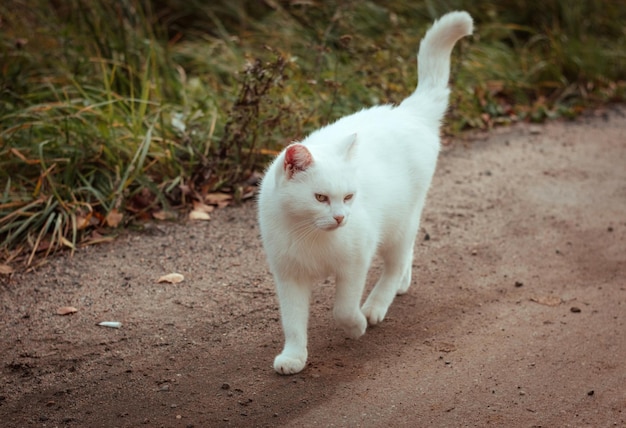 Biały bezdomny piękny kot idący drogą, patrzący i mrużący oczy z bliska