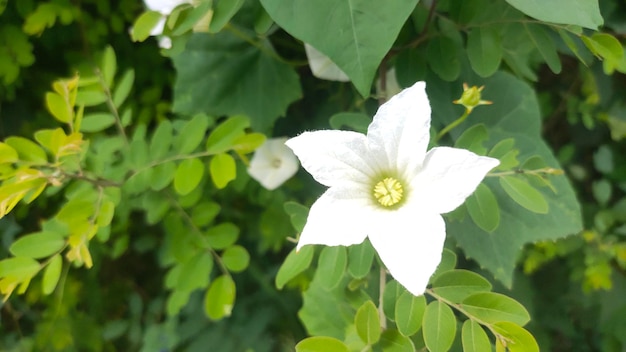 Biały blaszak, kwiat dyni na zielonym tle