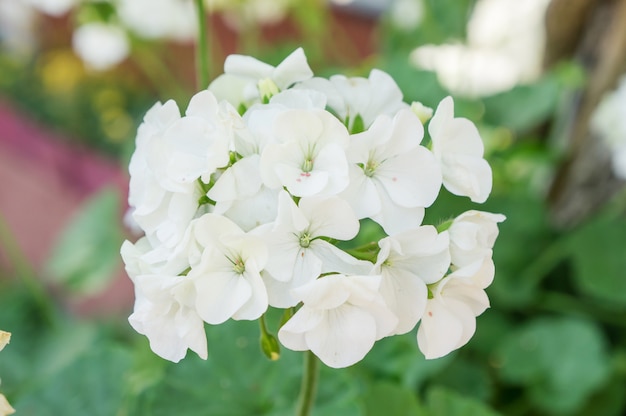 Biały Bodziszka Kwiat W Ogródzie.