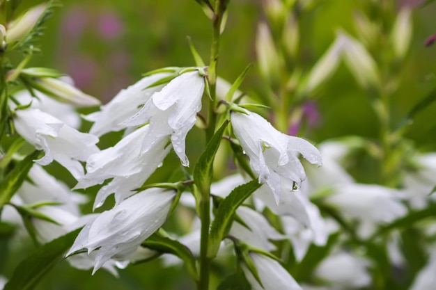 Biały Brzoskwiniowy Kwiat Dzwonka W Ogrodzie Letnim Campanula Persicifolia Roślina