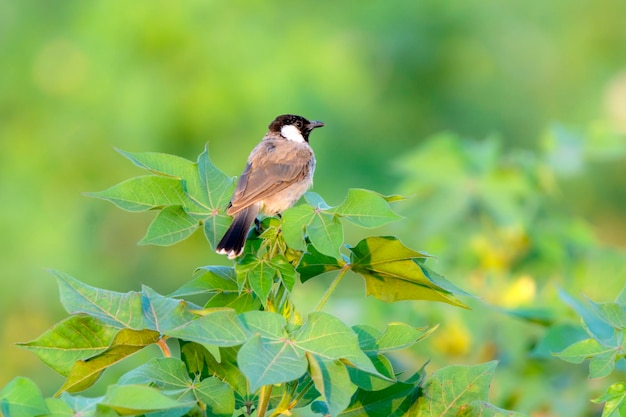 Biały bulbul na gałęzi