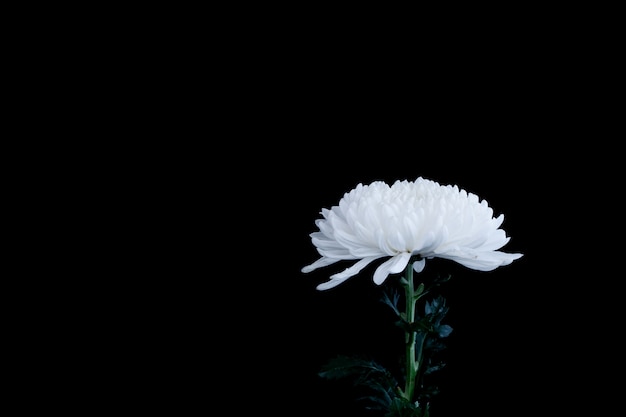 Biały chryzantema kwiat odizolowywający na czarnym tle