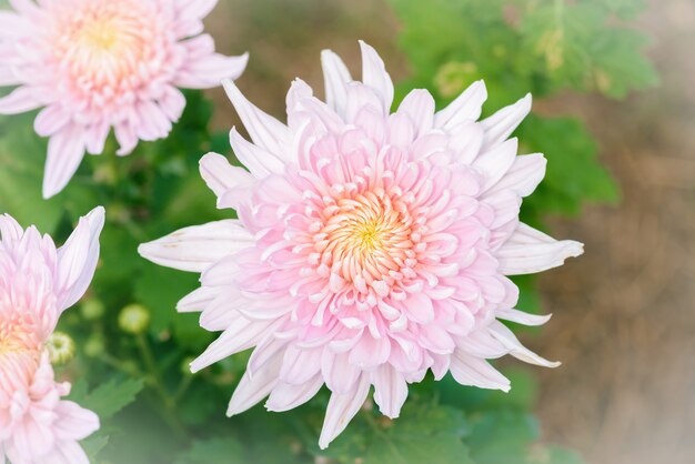 Zdjęcie biały chryzantema kwiat
