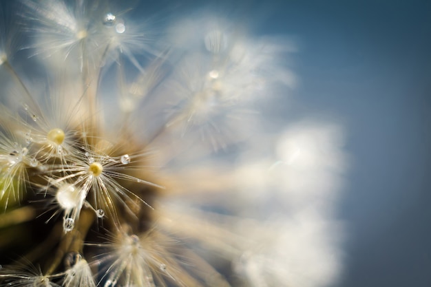 Biały Dandelion z kropli wody