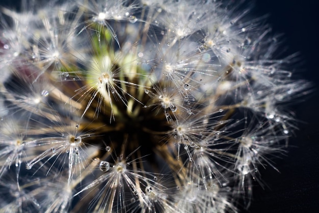 Biały Dandelion z kropli wody