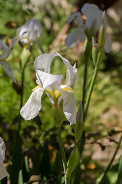 Biały, delikatny ozdobny irys Iris hybrida rośnie na rabatce w ogrodzie w wiosenny słoneczny dzień