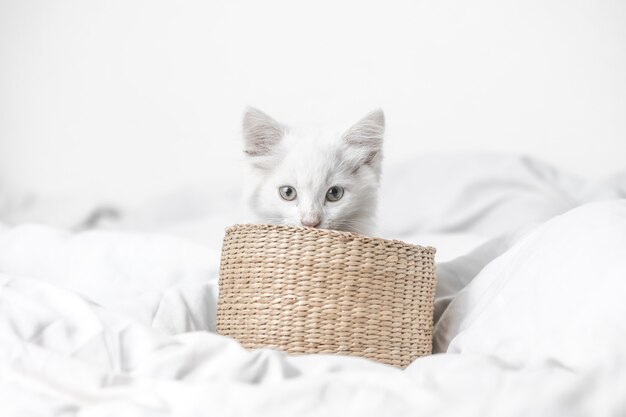 biały domowy kotek w koszu leżący na łóżku z białym kocem śmieszne pozy