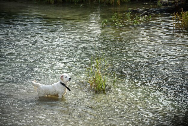 Biały duży pies pływa w rzece