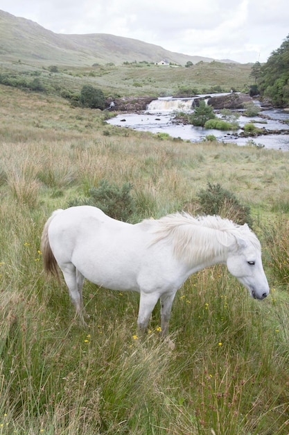 Biały dziki koń przy Ashleigh Falls Connemara Galway Irlandia