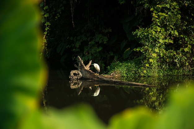 Biały Egret w lesie