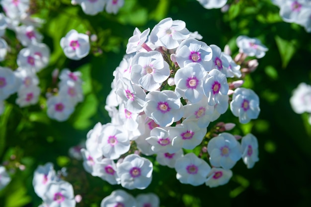 Biały floks ogrodowy Duże kwiatostany floks paniculata Dekoracyjne tło kwiatowe