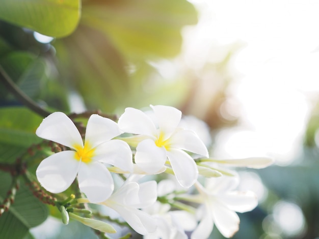 Biały frangipani (plumeria) kwiat i liście