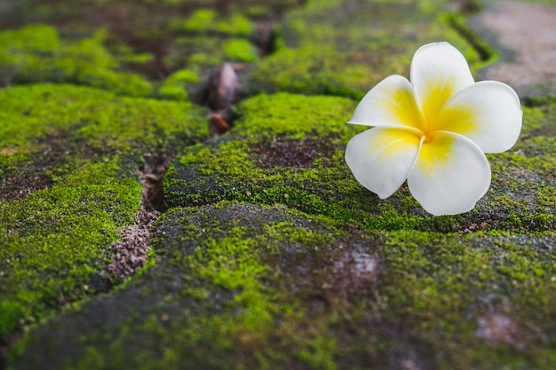 Biały Frangipani (Plumeria) kwiat z zielonym mech na ceglanej drodze