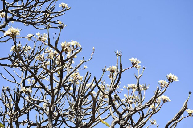 Biały frangipani tropikalny kwiat kwiat plumeria kwitnący na drzewie kwiat spa