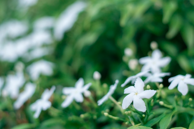 Biały gardenia kwiatu kwitnienie na zielonym gardenia drzewie.