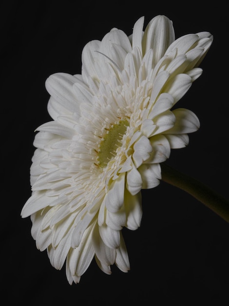 Biały gerbera stokrotka kwiat odizolowywający na czarnym tle