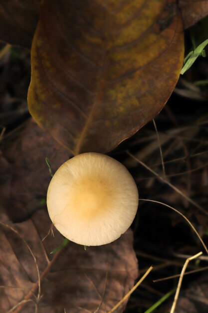 Biały grzyb w lesie