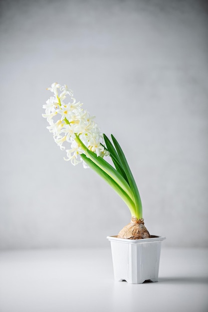 Biały hiacyntowy kwiat Biały Hiacynt Orientalis Wiosenne hiacynty Kartka z życzeniami Roślina z cebulką
